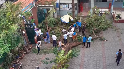 Vụ cây phượng bật gốc đè nam sinh tử vong: Trách nhiệm thuộc về ai?