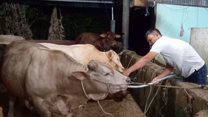 Bắt quả tang cơ sở bơm nước vào bò trước khi giết mổ