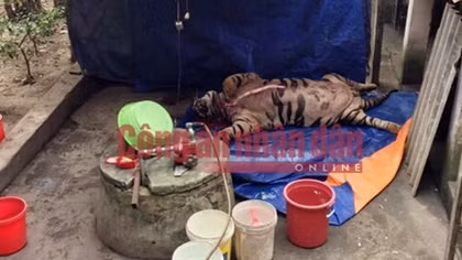 Mua hổ sống nặng 3 tạ giá 1 tỷ về cắt tiết, nấu cao