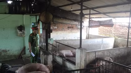 Tiêu hủy trên 2 tấn lợn lở mồm, long móng ở Đồng Nai