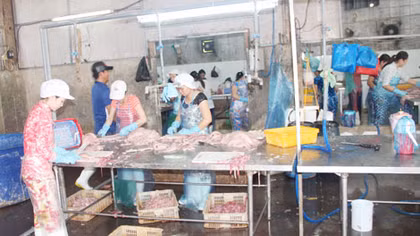 Bắt quả tang cơ sở chế biến cá tra xả thẳng nước thải ra sông Hậu
