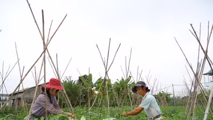 Lên Cao Bằng.... trồng rau