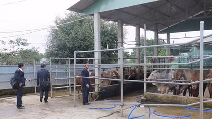 Xử phạt 4 cơ sở bơm nước vào bò trước khi giết mổ