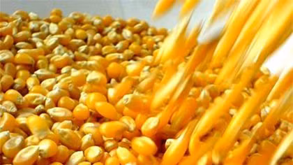 Ba đối tượng thông đồng trộm cắp 165 tấn ngô và khô đậu tương chờ ra tòa