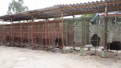 Không thể bồi thường cho chủ trang trại gấu khi họ kinh doanh trái phép