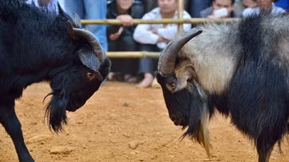 Năm Ất Mùi hăm hở đi xem chọi dê