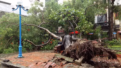 Cây đổ trên tỉnh lộ, một người tử vong