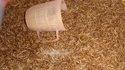 Thêm một loại côn trùng ngoại lai 'tràn' vào Việt Nam