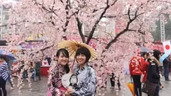 Hàng nghìn du khách tham quan Lễ hội Hoa anh đào Nhật Bản