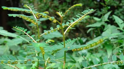 Hiểm họa mang tên… cây chó đẻ