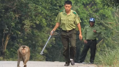 Kiểm lâm vây bắt khỉ ‘quấy rối’ du khách