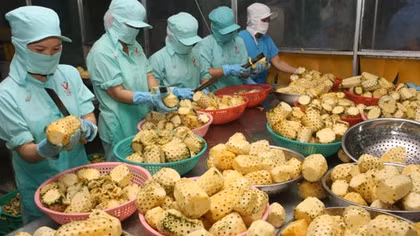 Cần xem xét nghiêm túc việc xuất sang thị trường Trung Quốc