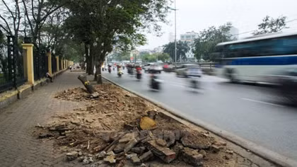 Các nhà thơ lên tiếng trong những ngày Hà Nội đốn hạ cây xanh