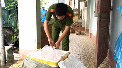 Bắt 700 kg nầm lợn vô chủ