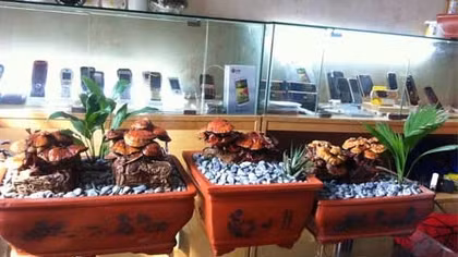 Cẩn trọng kẻo ngộ độc khi sử dụng nấm linh chi cảnh bonsai
