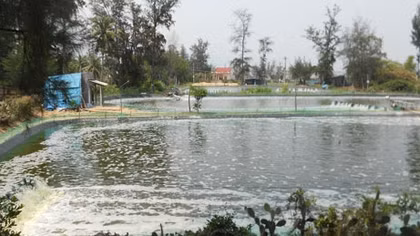 Hệ lụy từ việc nuôi tôm tự phát