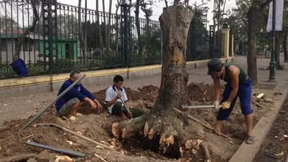 Hà Nội giải thích về việc thay cây xanh trên phố