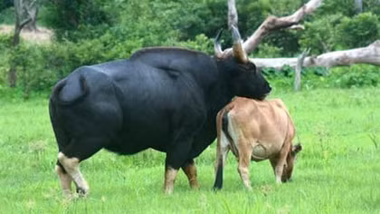 Bò tót rừng sống chung bò lai Sind hơn 6 năm qua đã chết