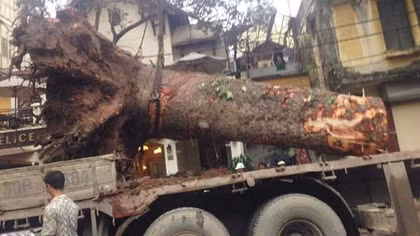 Hà Nội tạm dừng thay thế cây xanh