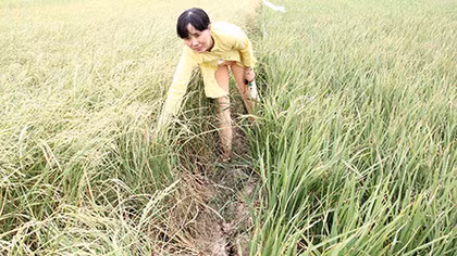 Đi qua vùng hạn mặn 