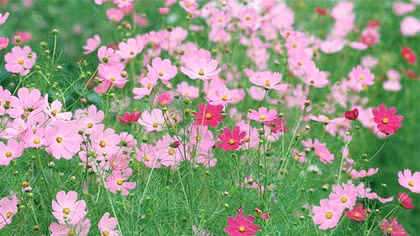 Hoa bướm