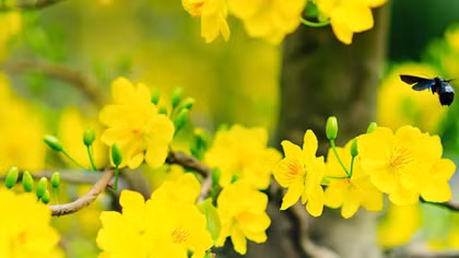 Tìm Tết giữa lô nhô cao ốc 