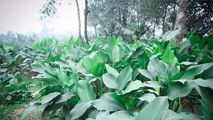 Làng lá dong Tràng Cát nhộn nhịp đón Tết