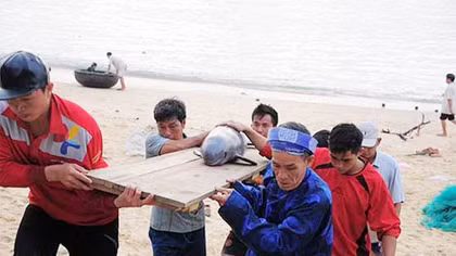 Lại phát hiện cá voi 'lụy' dạt bờ biển Nhơn Hải