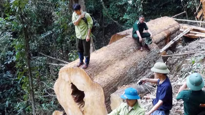 ‘Máu rừng’ vẫn không ngừng chảy