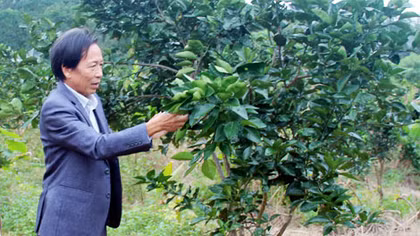 Thu tiền tỷ từ vùng đồi hoang hóa
