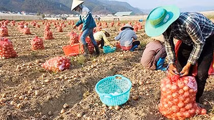 Nhà vườn Đà Lạt trúng giá lớn