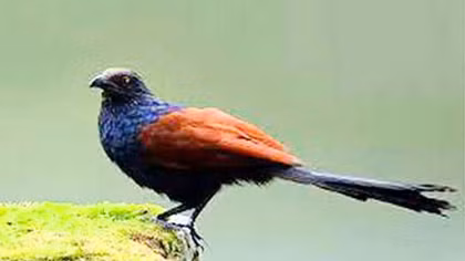 Bìm bịp kêu chiều