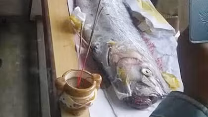 Ngư dân làm lễ mai táng cho cá hố khổng lồ dài 4m