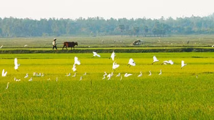 Về đồng, thương nắng thương mưa