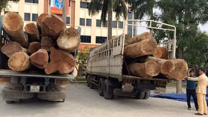 CSGT bắt giữ 2 xe tải chở gỗ táu không rõ nguồn gốc