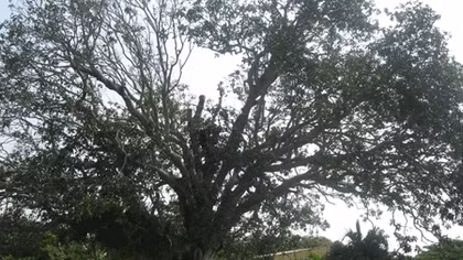 Cây trôm ở Gò Tháp là Cây di sản Việt Nam