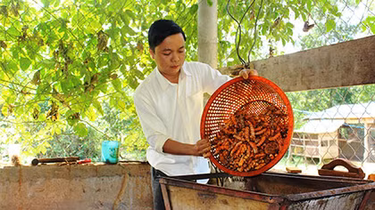 Những sản vật đem lại bạc tỷ ở vùng Cùa