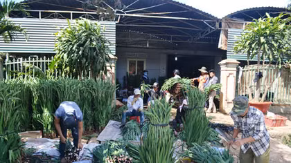 Hết bán tháo, hoa Đà Lạt lại tăng giá mạnh