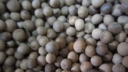 Hỗ trợ hạt giống bời lời đỏ cho huyện Đăk Chưng (Lào)