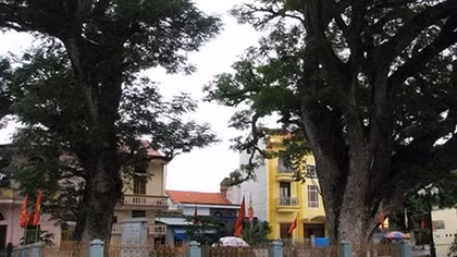 Kỳ bí chuyện về hai cây lim cổ thụ tại giếng Rừng