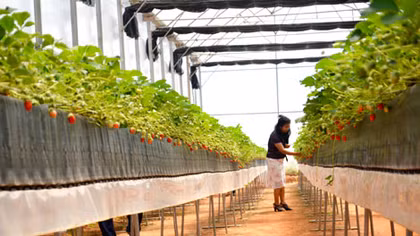 Bảo hộ nhãn hiệu dâu tây Đà Lạt để ngăn hàng Trung Quốc