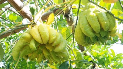 Muôn màu phật thủ đón xuân