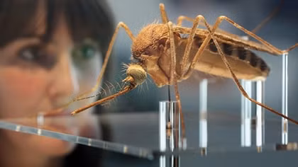 Phát động diệt muỗi phòng chống Zika và sốt xuất huyết