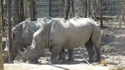 Không có thú quý chết tại Vinpearl Safari Phú Quốc