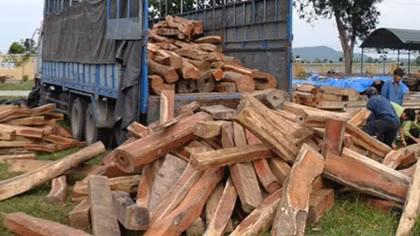 Phó Giám đốc BQL rừng tiêu thụ gỗ lậu