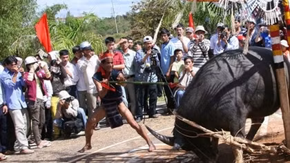 Buôn Đôn không tổ chức nghi lễ đâm trâu 