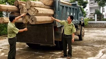 Phát hiện xe ôtô chở gỗ Bách Xanh không có giấy tờ