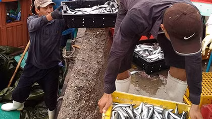 An tâm với cá đánh bắt từ khơi xa