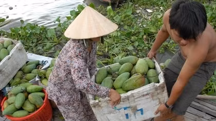 Tiền Giang đề nghị xử lý thông tin sai lệch về túi bao trái xoài ở ĐBSCL