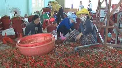 Giá ớt tăng kỷ lục 40 nghìn đồng/kg, nông dân vẫn lo
